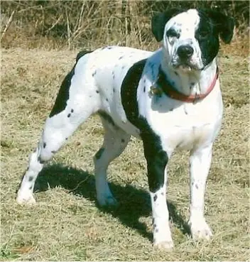 perro