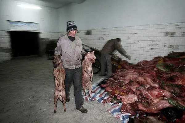 Contra La Crueldad Hacia Los Animales