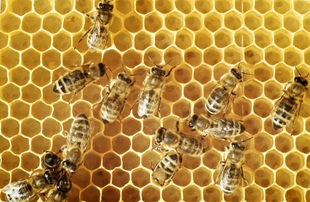 abejas