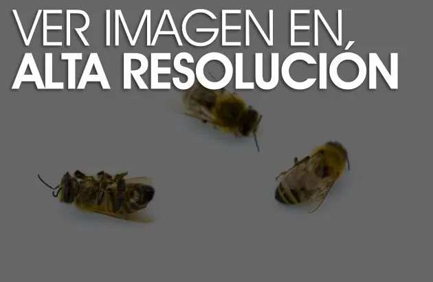 ¿Por qué están muriendo las abejas?