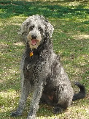 canino