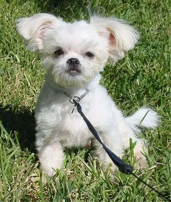 perro