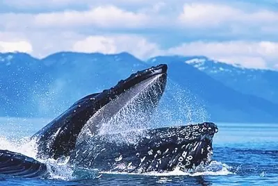 En busca de la Inmortalidad