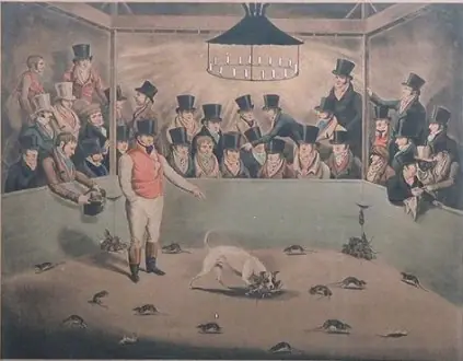 Perros vs ratas