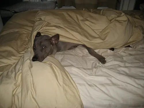 canino