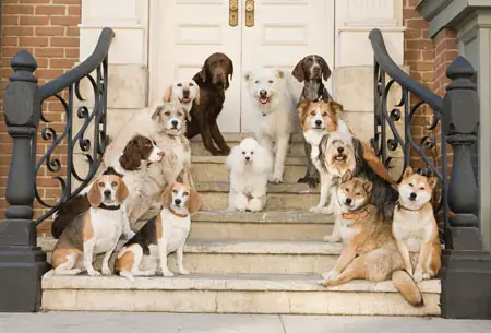 perros