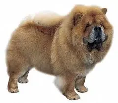 ¿Te gustan los perros? ¿Quieres aprender mas sobre ellos?