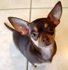 canino