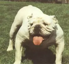 perros