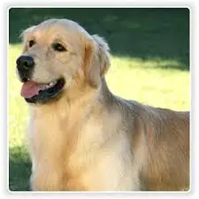 perros