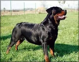 canino