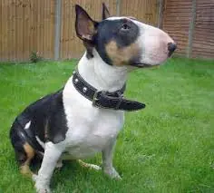 canino