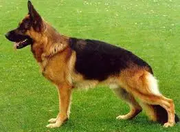 perro