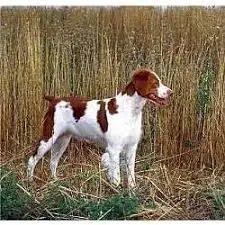 ¿Te gustan los perros? ¿Quieres aprender mas sobre ellos?