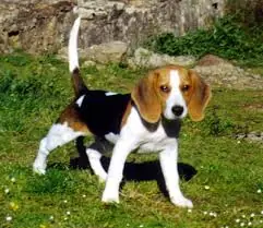 perro