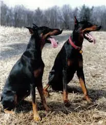 perro