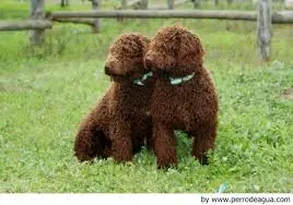 canino