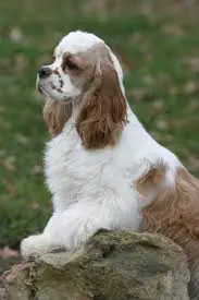 caninos