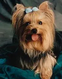 ¿Te gustan los perros? ¿Quieres aprender mas sobre ellos?