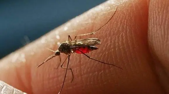 Te pican los Mosquitos? 10 Causas del porque.