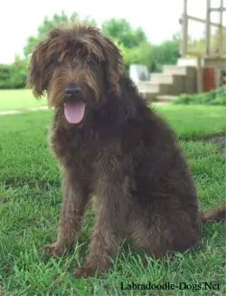 ¿Te gustan los perros? ¿Quieres aprender mas sobre ellos?