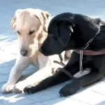 ¿Te gustan los perros? ¿Quieres aprender mas sobre ellos?