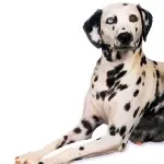 perro