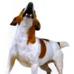 perros