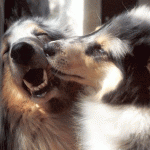 caninos