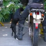 perro