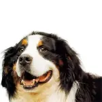 perros