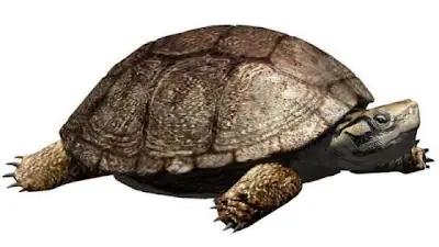 Una tortuga que convivió con los dinosaurios