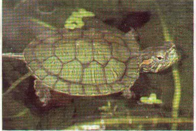 cuidados de la tortuga "japonesa"