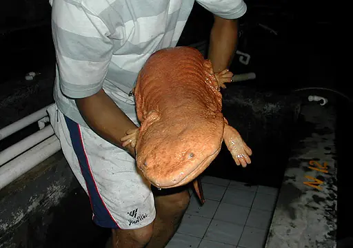 Una salamandra gigante de China más antigua