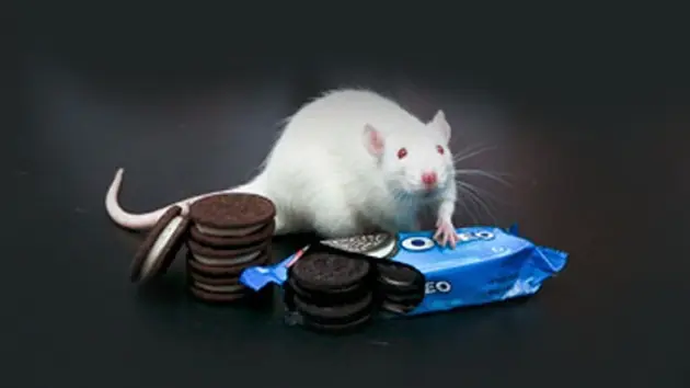 Oreo tan adictivas como la cocaína