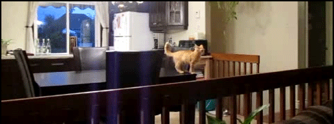 Gifs