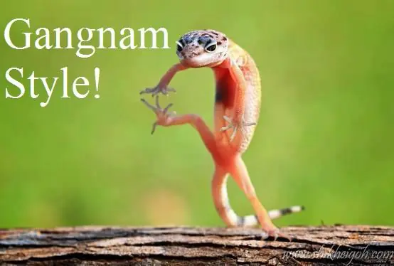 Imagenes y Gifs para Reirse Sin Parar Parte 14