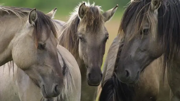 ¿Que es un caballo de fuerza?