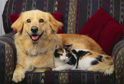 Llevarse Como el Perro y el Gato - Y Muchos GIFS.