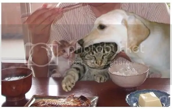 Imagenes graciosas