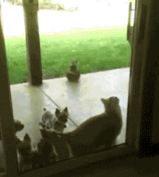 gato