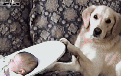Llevarse Como el Perro y el Gato - Y Muchos GIFS.