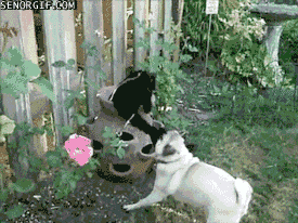 Gifs