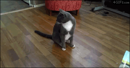 Llevarse Como el Perro y el Gato - Y Muchos GIFS.