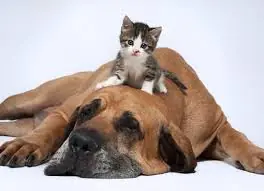 Llevarse Como el Perro y el Gato - Y Muchos GIFS.