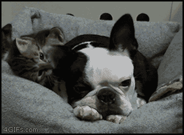 Gifs