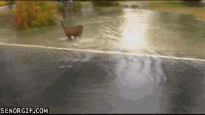 Gifs