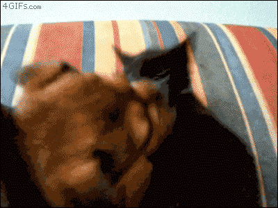 perro