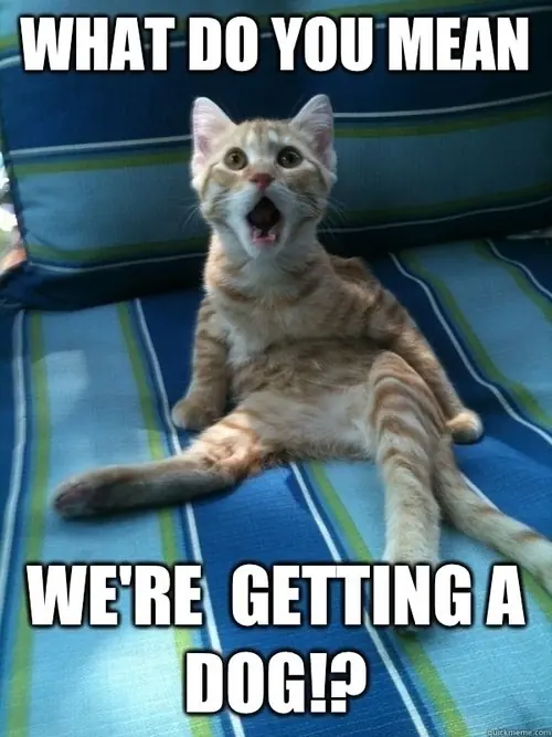 gato