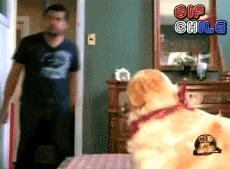 Gifs